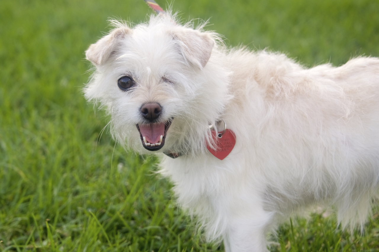 Marilyn Monroe, an adoptable Terrier, Lhasa Apso in Van Nuys, CA, 91409 | Photo Image 4