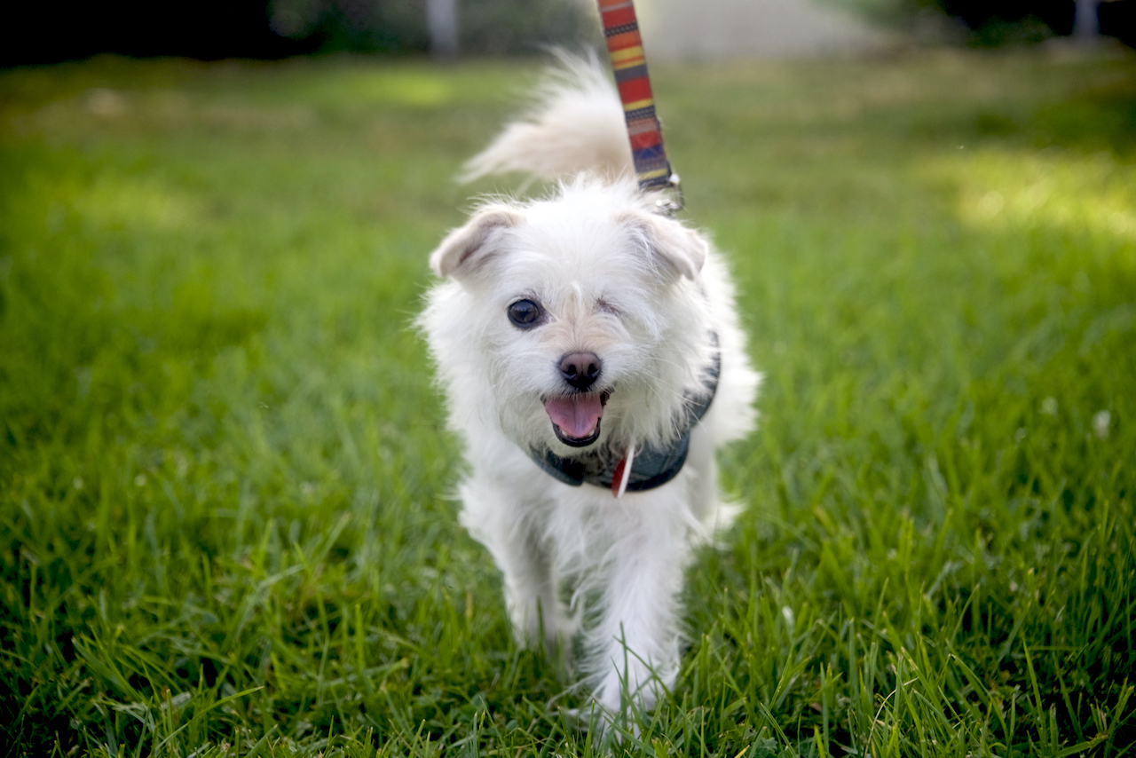 Marilyn Monroe, an adoptable Terrier, Lhasa Apso in Van Nuys, CA, 91409 | Photo Image 5