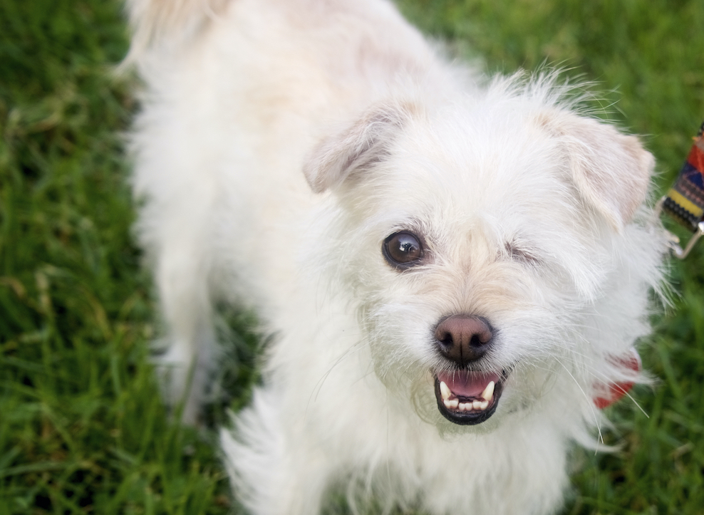 Marilyn Monroe, an adoptable Terrier, Lhasa Apso in Van Nuys, CA, 91409 | Photo Image 6