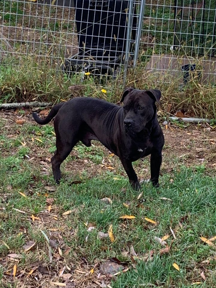 Dog For Adoption Josie A Presa Canario Mix In Alpharetta Ga Petfinder