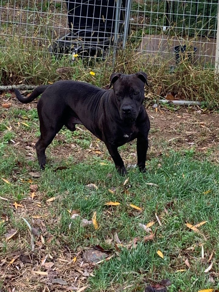 Dog For Adoption Josie A Presa Canario Mix In Alpharetta Ga Petfinder