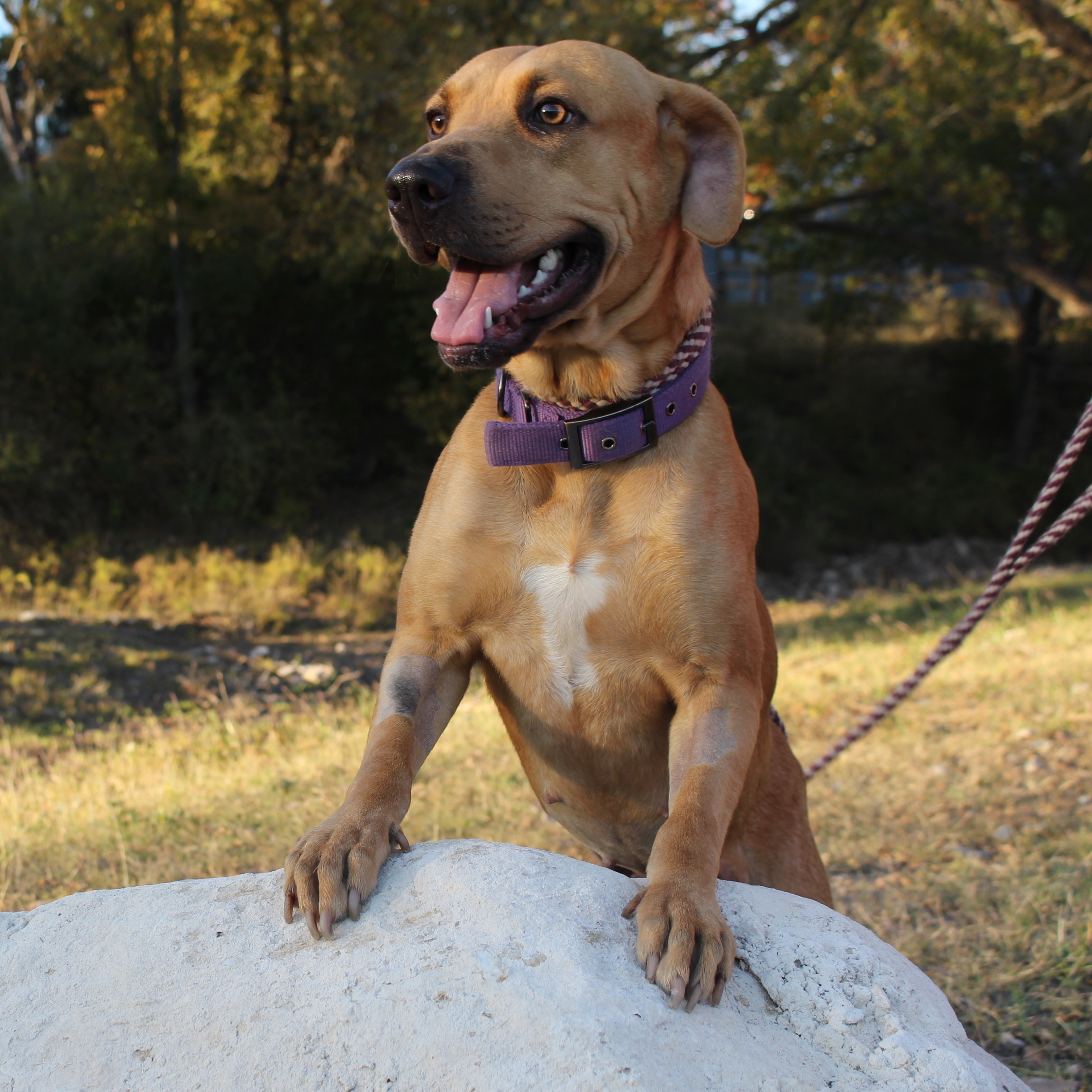 Lady, an adoptable Labrador Retriever in Spicewood, TX, 78669 | Photo Image 1
