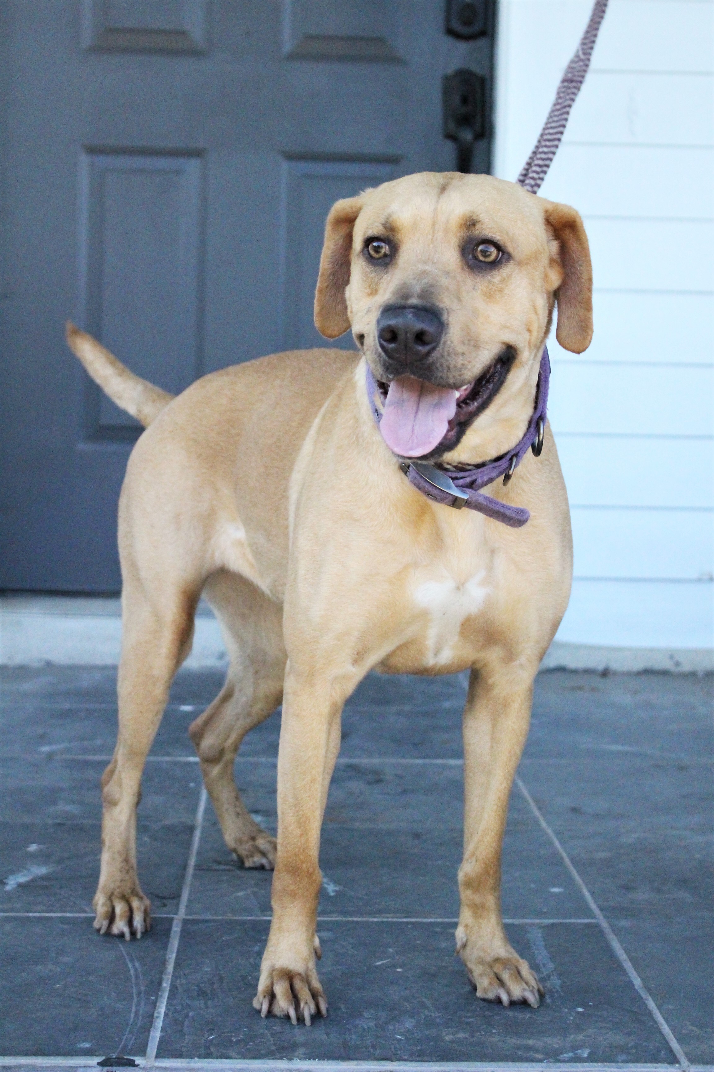Lady, an adoptable Labrador Retriever in Spicewood, TX, 78669 | Photo Image 6