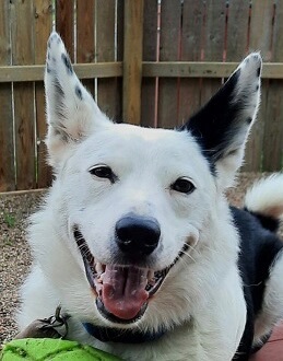 Maverick, an adoptable White German Shepherd in Independence, MO, 64051 | Photo Image 1