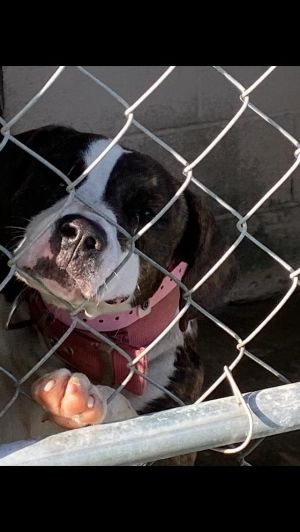 Pebbly Pebbles SC Sweet Southern Staffie