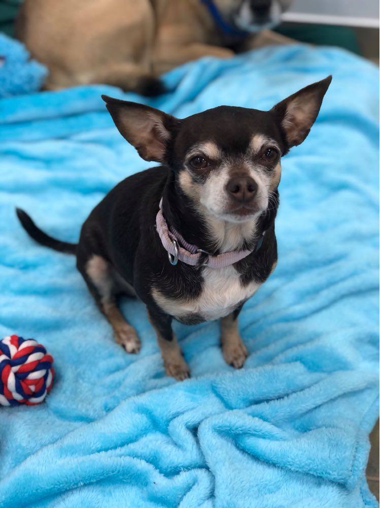 Ava, an adoptable Chihuahua in North Haven, CT, 06473 | Photo Image 1