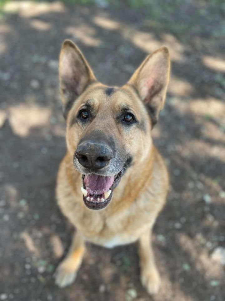 Taz, an adoptable German Shepherd Dog in Georgetown, TX_image-1