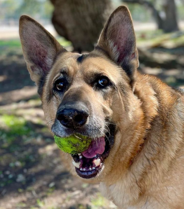 Taz, an adoptable German Shepherd Dog in Georgetown, TX_image-3