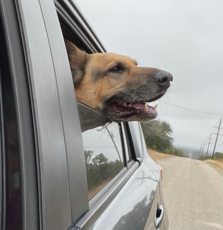 Taz, an adoptable German Shepherd Dog in Georgetown, TX_image-3