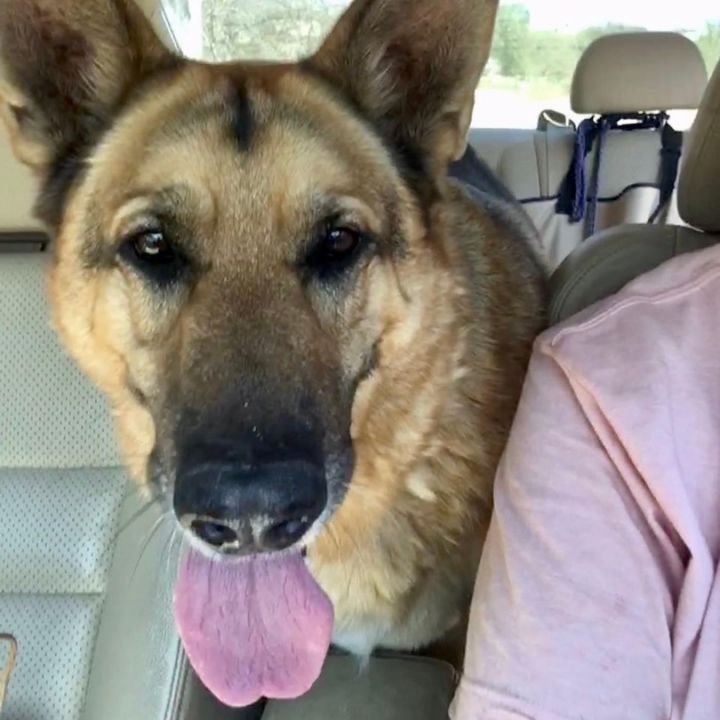 Taz, an adoptable German Shepherd Dog in Georgetown, TX_image-1