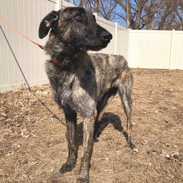 Luke, an adoptable Greyhound, Belgian Shepherd / Malinois in Inver Grove Heights, MN, 55076 | Photo Image 4