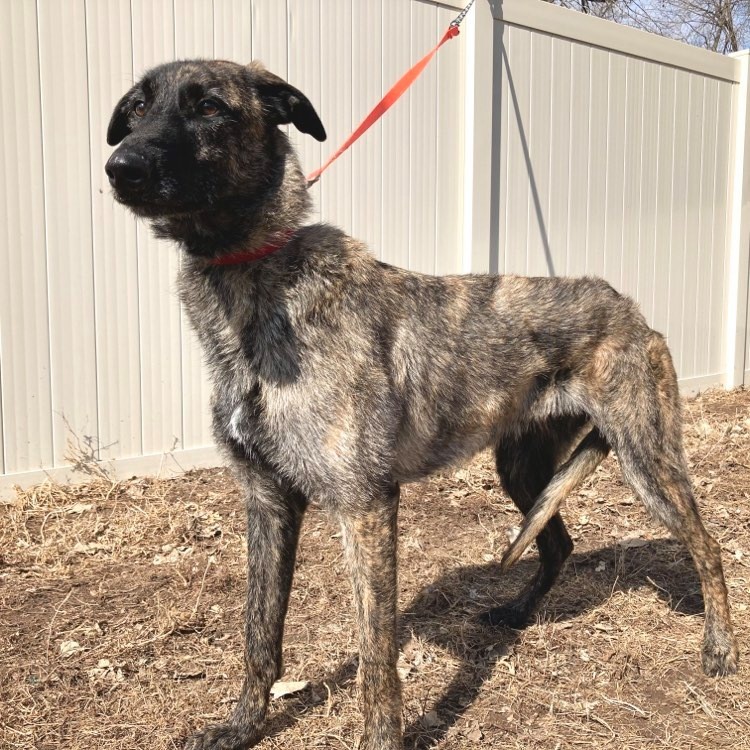 Luke, an adoptable Greyhound, Belgian Shepherd / Malinois in Inver Grove Heights, MN, 55076 | Photo Image 5