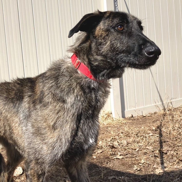 Luke, an adoptable Greyhound, Belgian Shepherd / Malinois in Inver Grove Heights, MN, 55076 | Photo Image 6
