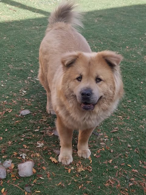 Minnie  , an adoptable Chow Chow, Retriever in Sacramento, CA, 95842 | Photo Image 2