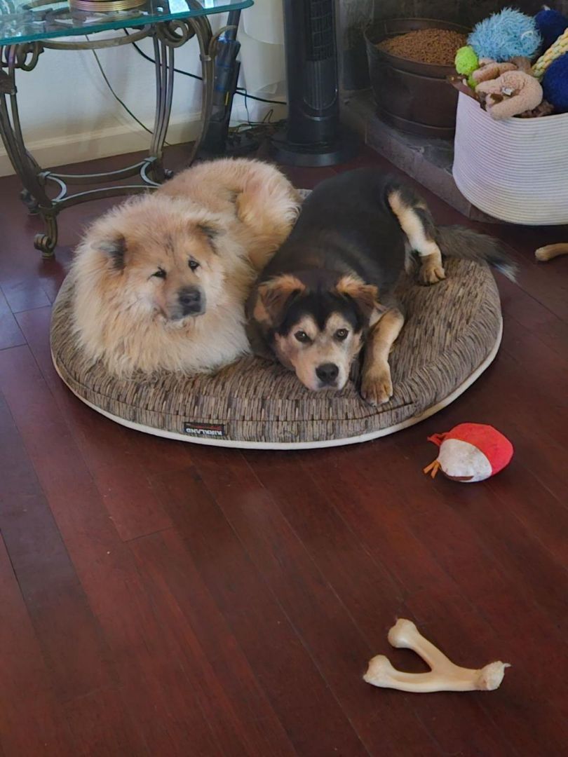 Minnie  , an adoptable Chow Chow, Retriever in Sacramento, CA, 95842 | Photo Image 3