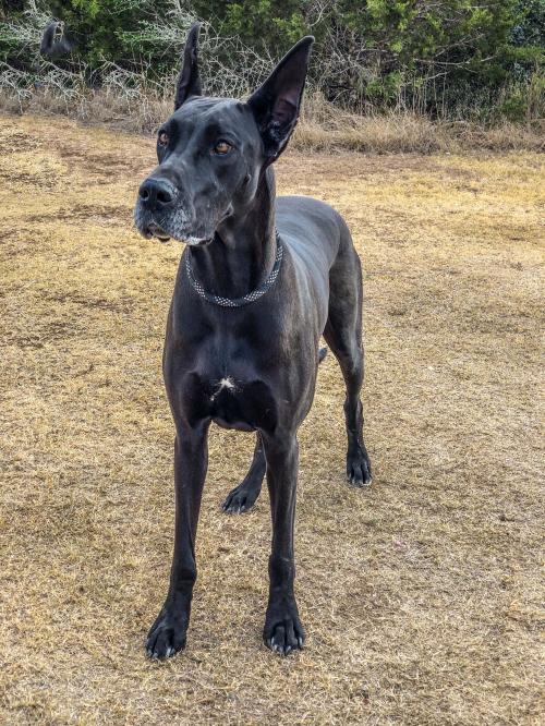 Dog For Adoption Mystic A Great Dane In Austin Tx Petfinder