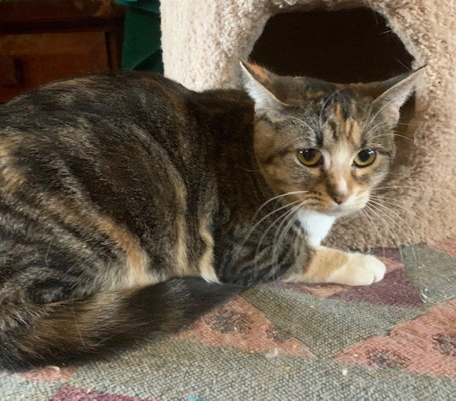 Bella, an adoptable Domestic Short Hair in Crescent, OK, 73028 | Photo Image 1