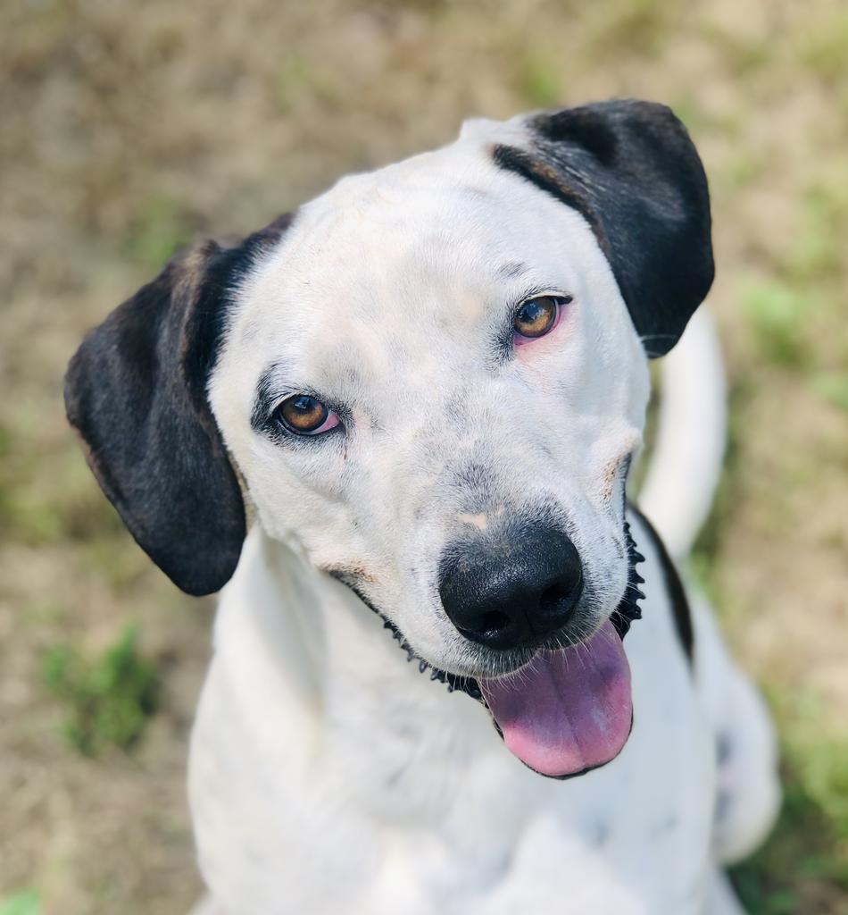 Draco Malfoy, an adoptable Hound, Staffordshire Bull Terrier in Washburn, MO, 65772 | Photo Image 1