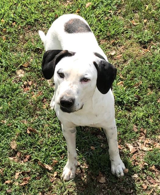 Draco Malfoy, an adoptable Hound, Staffordshire Bull Terrier in Washburn, MO, 65772 | Photo Image 2