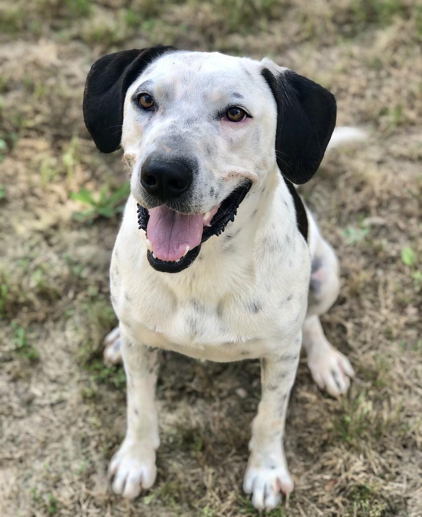 Draco Malfoy, an adoptable Hound, Staffordshire Bull Terrier in Washburn, MO, 65772 | Photo Image 4