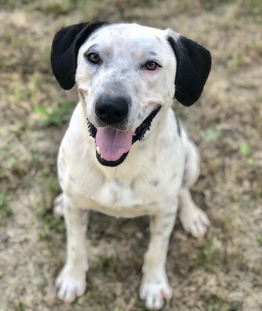 Draco Malfoy, an adoptable Hound, Staffordshire Bull Terrier in Washburn, MO, 65772 | Photo Image 5