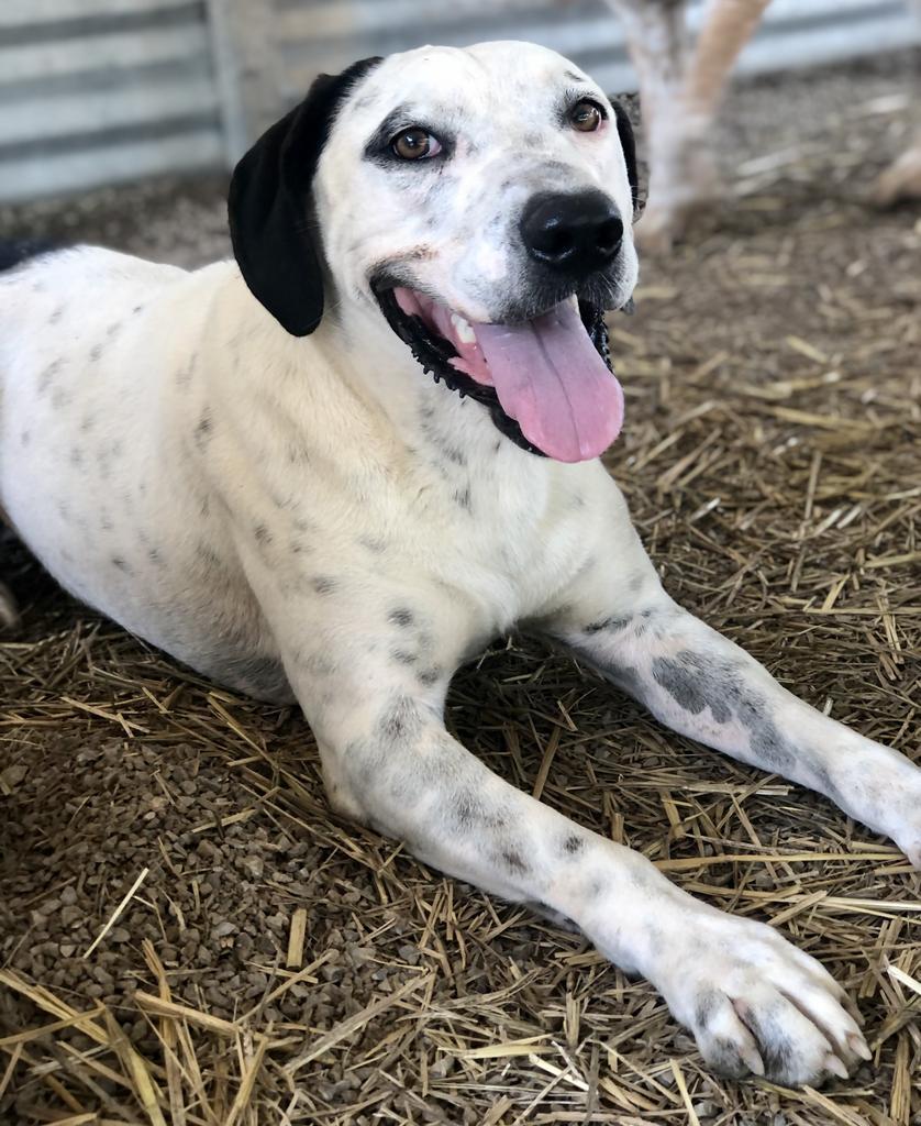 Draco Malfoy, an adoptable Hound, Staffordshire Bull Terrier in Washburn, MO, 65772 | Photo Image 6