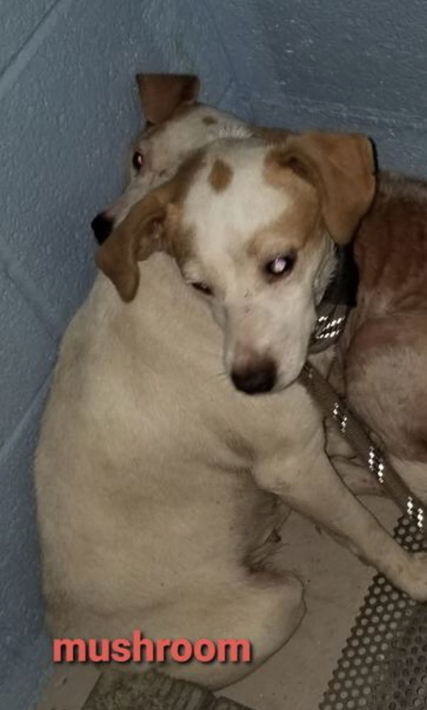 Mushroom, an adoptable Jack Russell Terrier, Beagle in Columbia, TN, 38401 | Photo Image 1