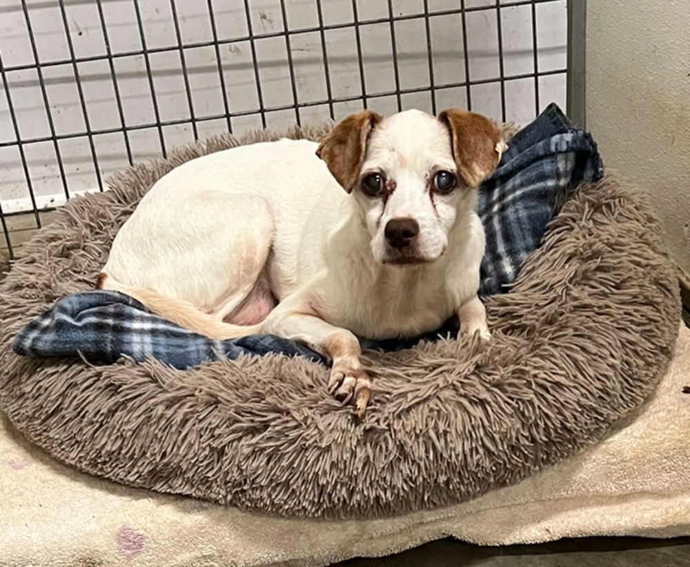 Mushroom*, an adoptable Jack Russell Terrier, Beagle in Columbia, TN, 38401 | Photo Image 2