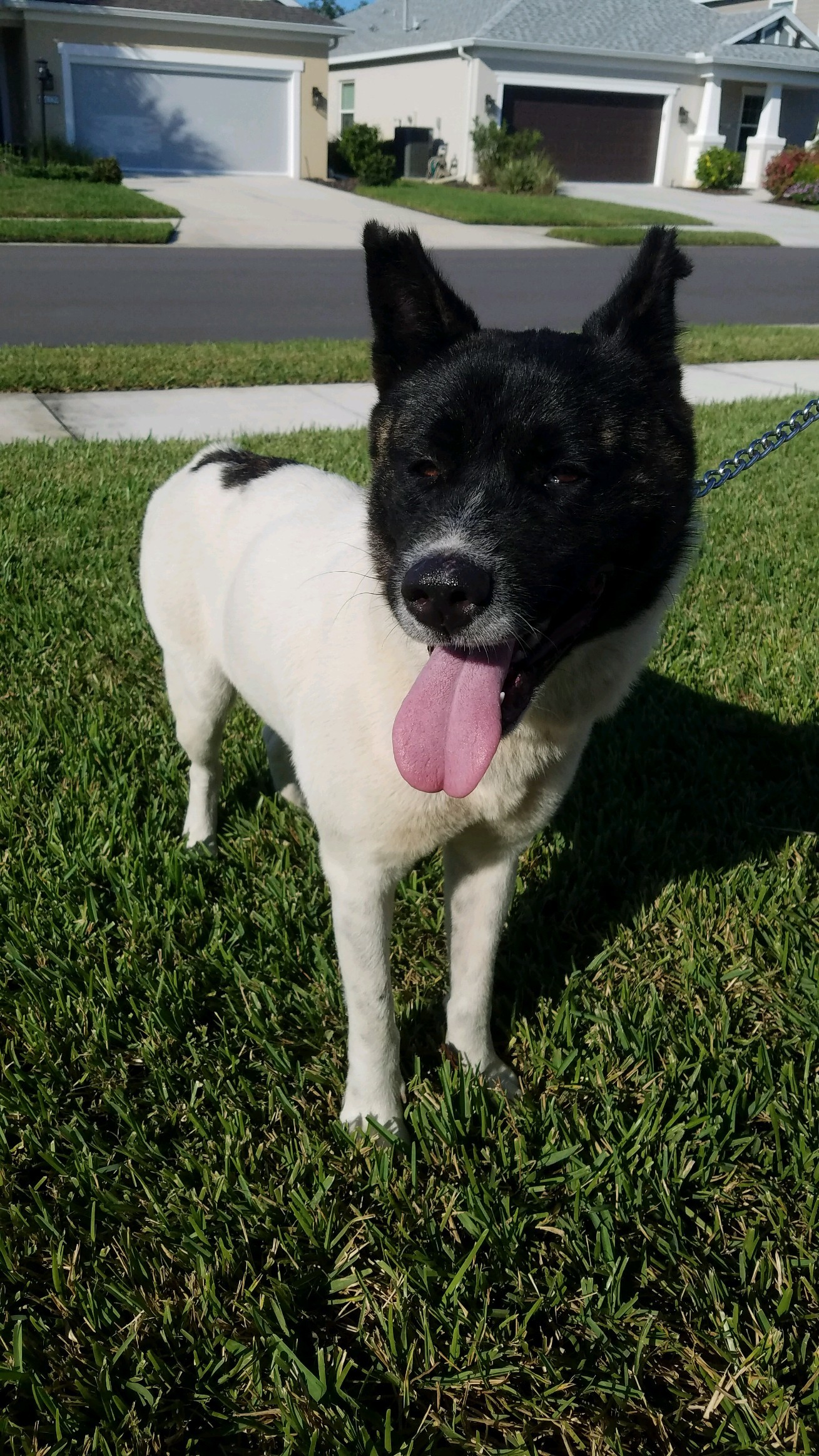 Dog for adoption Tiny Dancer, an Akita in Jacksonville, FL Petfinder