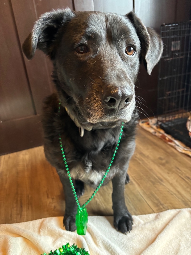 Brody 2 , an adoptable Labrador Retriever in Watertown, WI, 53094 | Photo Image 1