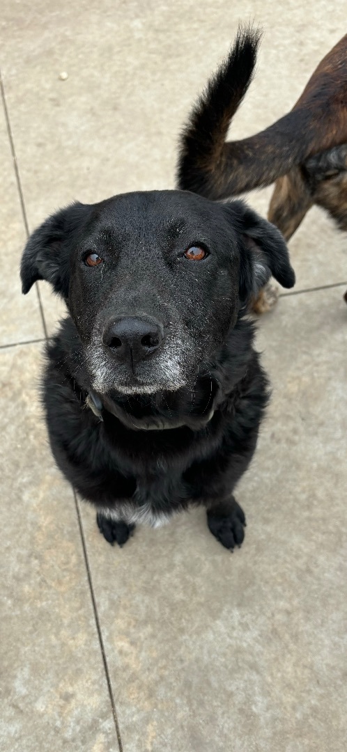 Brody (was pacey), an adoptable Labrador Retriever in Watertown, WI, 53094 | Photo Image 2