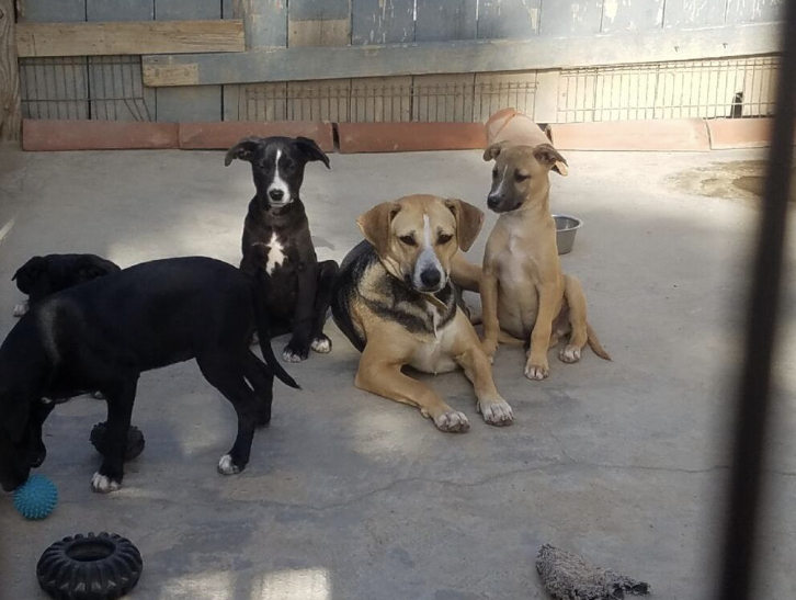 Dog For Adoption Annie And Puppies A Labrador Retriever Mix In San Diego Ca Petfinder