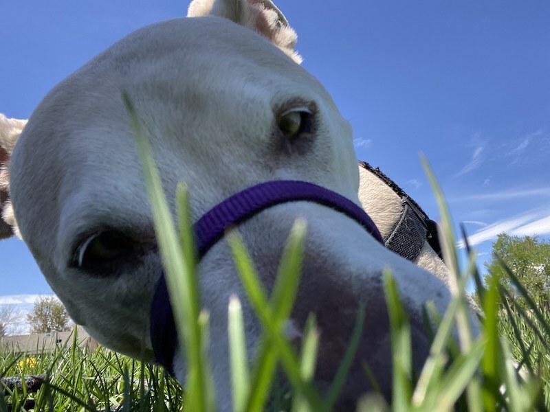 Dax, an adoptable Labrador Retriever, American Bulldog in Denver, CO, 80205 | Photo Image 6