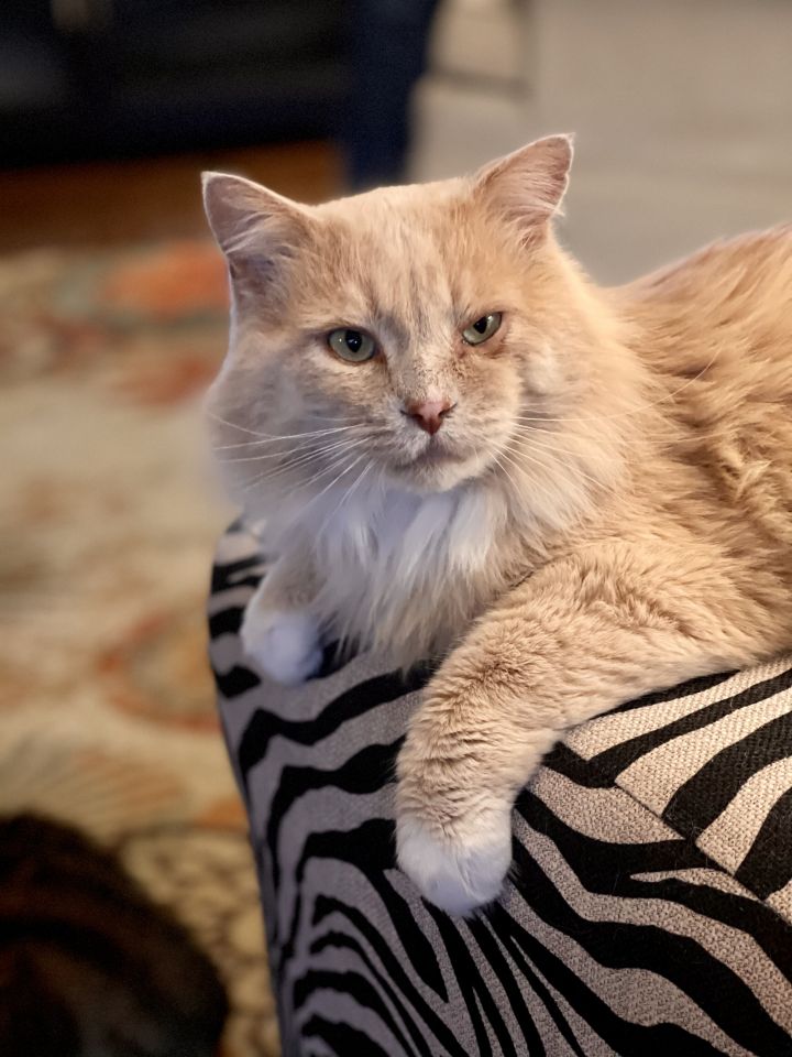 Lucky, an adopted Domestic Long Hair in Cincinnati, OH_image-2