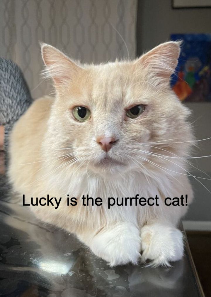 Lucky, an adopted Domestic Long Hair in Cincinnati, OH_image-1