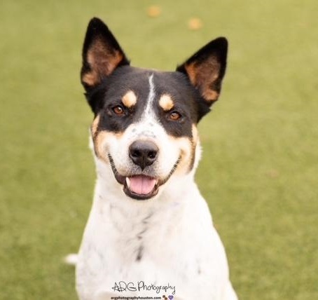 Lilly #perky-partner, an adoptable Australian Cattle Dog / Blue Heeler, Fox Terrier in Houston, TX, 77057 | Photo Image 2