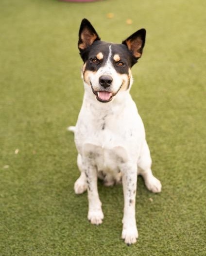 Lilly #perky-partner, an adoptable Australian Cattle Dog / Blue Heeler, Fox Terrier in Houston, TX, 77057 | Photo Image 1