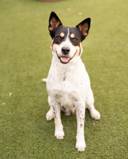 Fox terrier store cattle dog mix