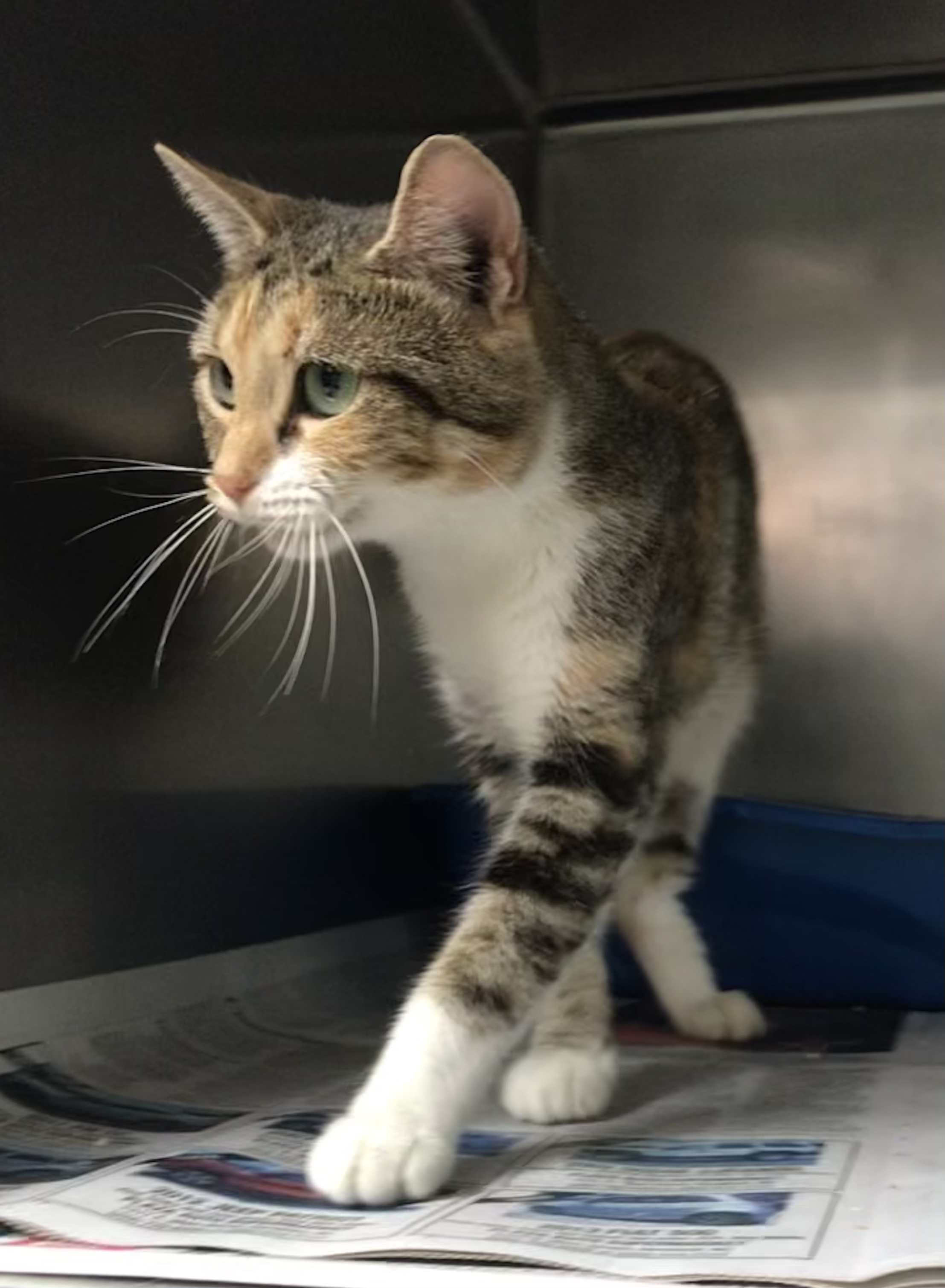 Ellie AKA Emmy, an adoptable Domestic Short Hair in Newport, NC, 28570 | Photo Image 5