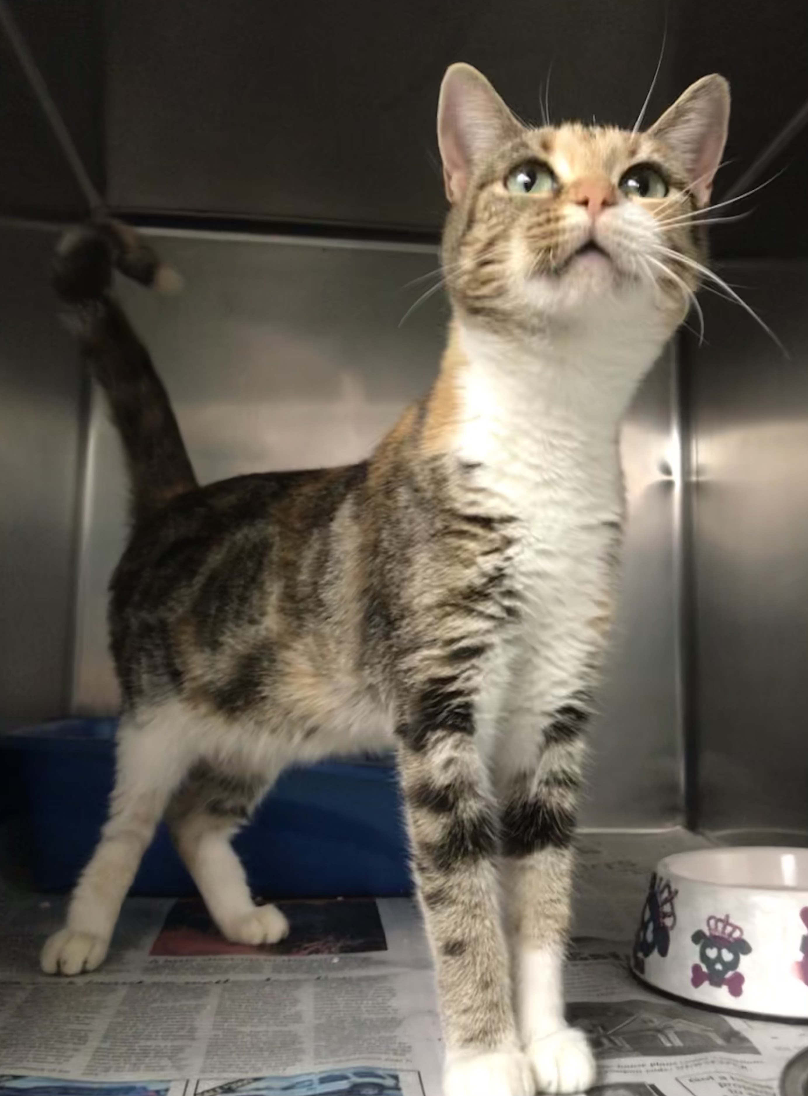 Ellie AKA Emmy, an adoptable Domestic Short Hair in Newport, NC, 28570 | Photo Image 6