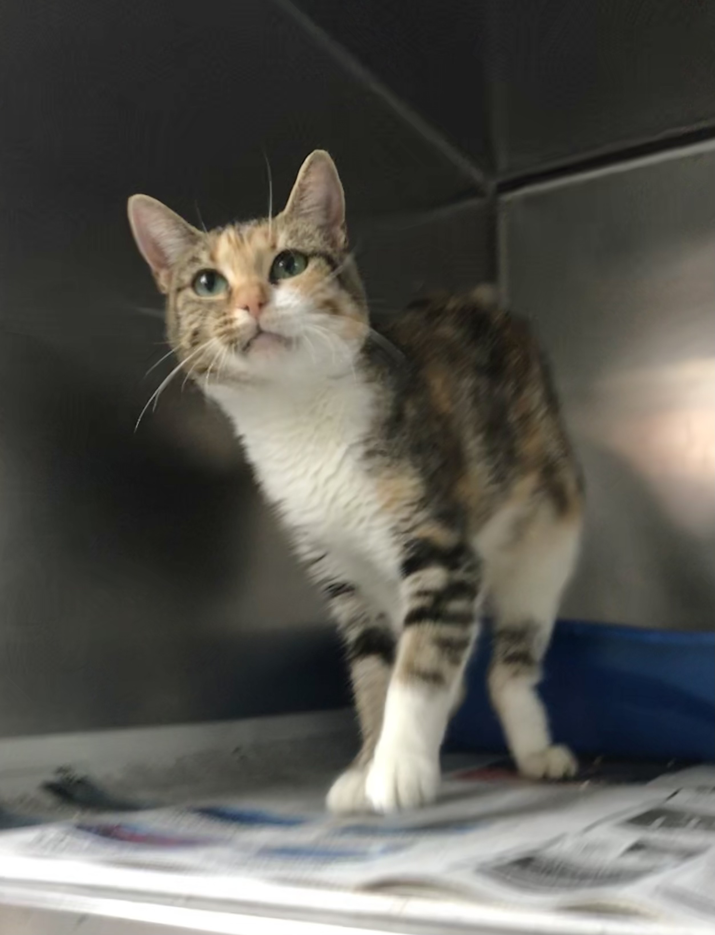 Ellie AKA Emmy, an adoptable Domestic Short Hair in Newport, NC, 28570 | Photo Image 7