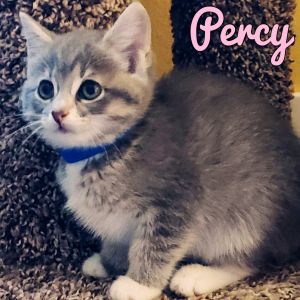 Percy