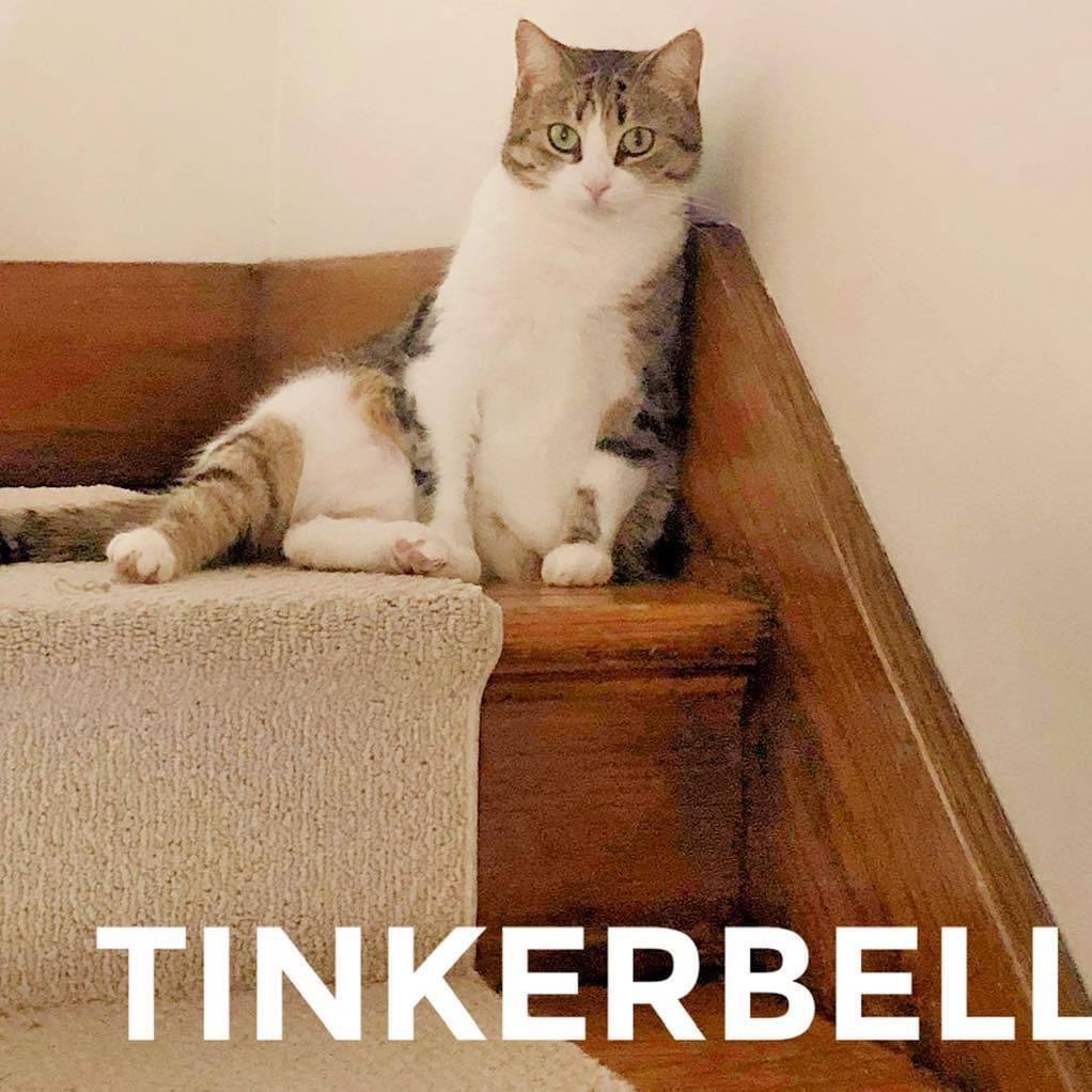 Tinkerbell, an adoptable Domestic Short Hair in Chatham, ON, N7M 2Z7 | Photo Image 1