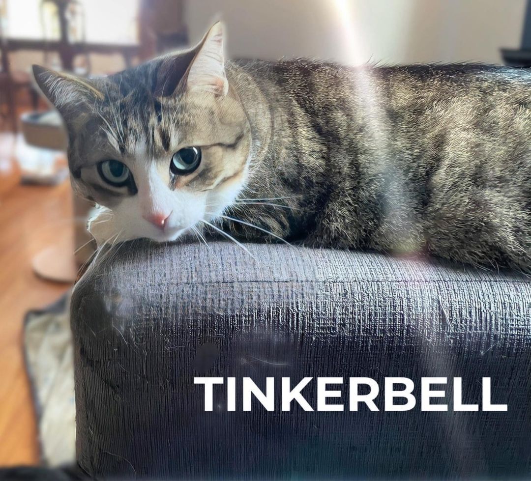 Tinkerbell, an adoptable Domestic Short Hair in Chatham, ON, N7M 2Z7 | Photo Image 5
