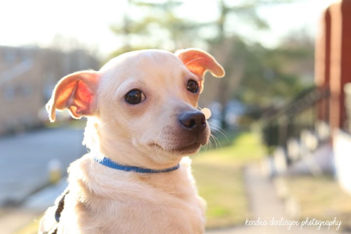 Amos, an adopted Chiweenie Mix in Cincinnati, OH_image-4