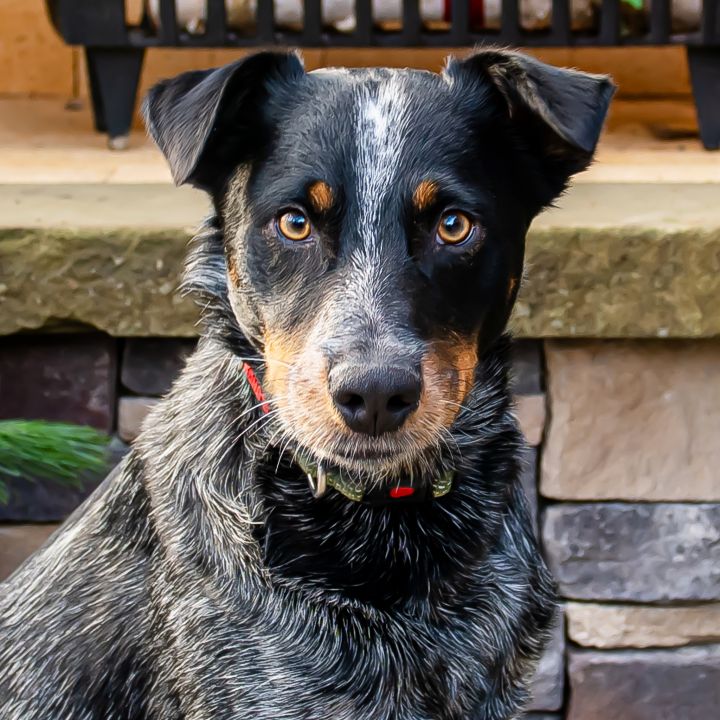 Bobby, an adopted Australian Cattle Dog / Blue Heeler in Cincinnati, OH_image-1