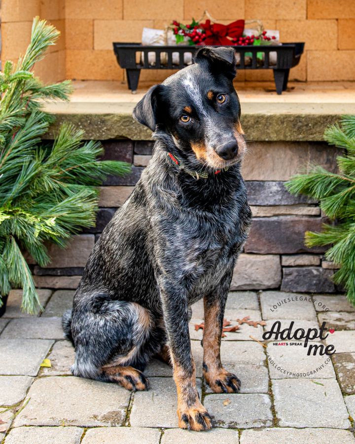 Bobby, an adopted Australian Cattle Dog / Blue Heeler in Cincinnati, OH_image-2