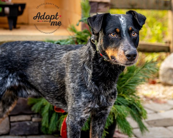 Bobby, an adopted Australian Cattle Dog / Blue Heeler in Cincinnati, OH_image-4