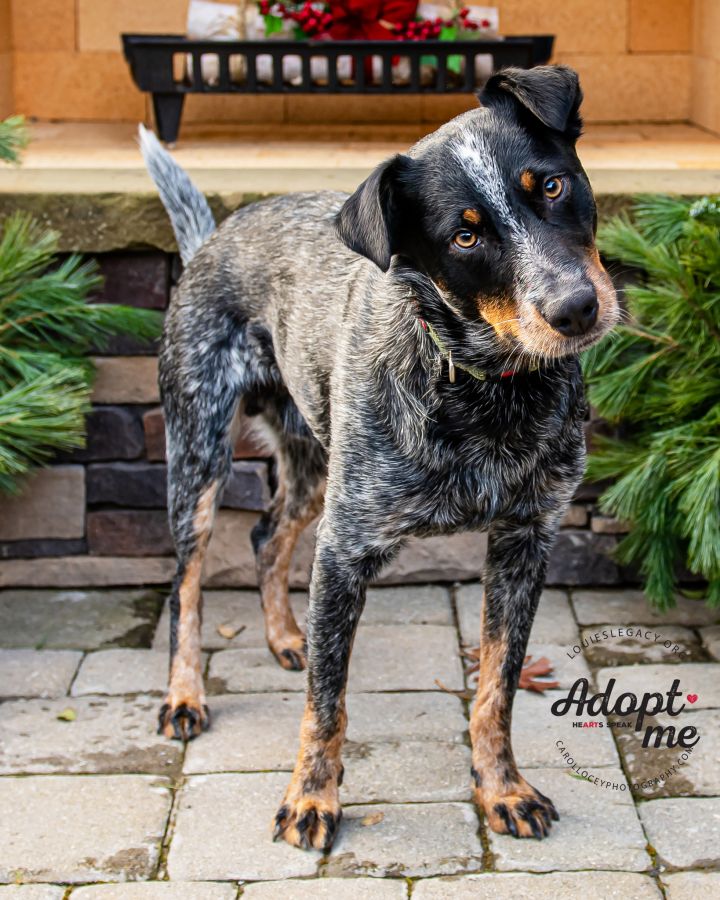 Bobby, an adopted Australian Cattle Dog / Blue Heeler in Cincinnati, OH_image-6