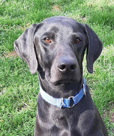 Vizsla black lab store mix